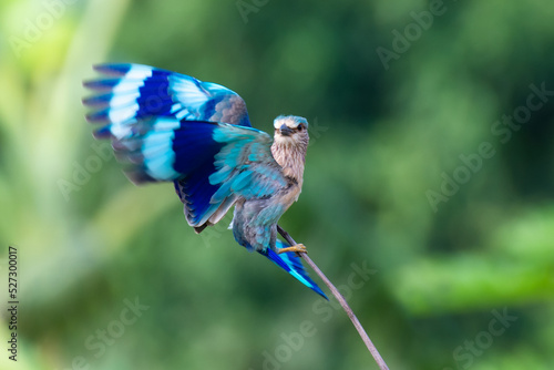 Canvas Print Indian Roller Bird