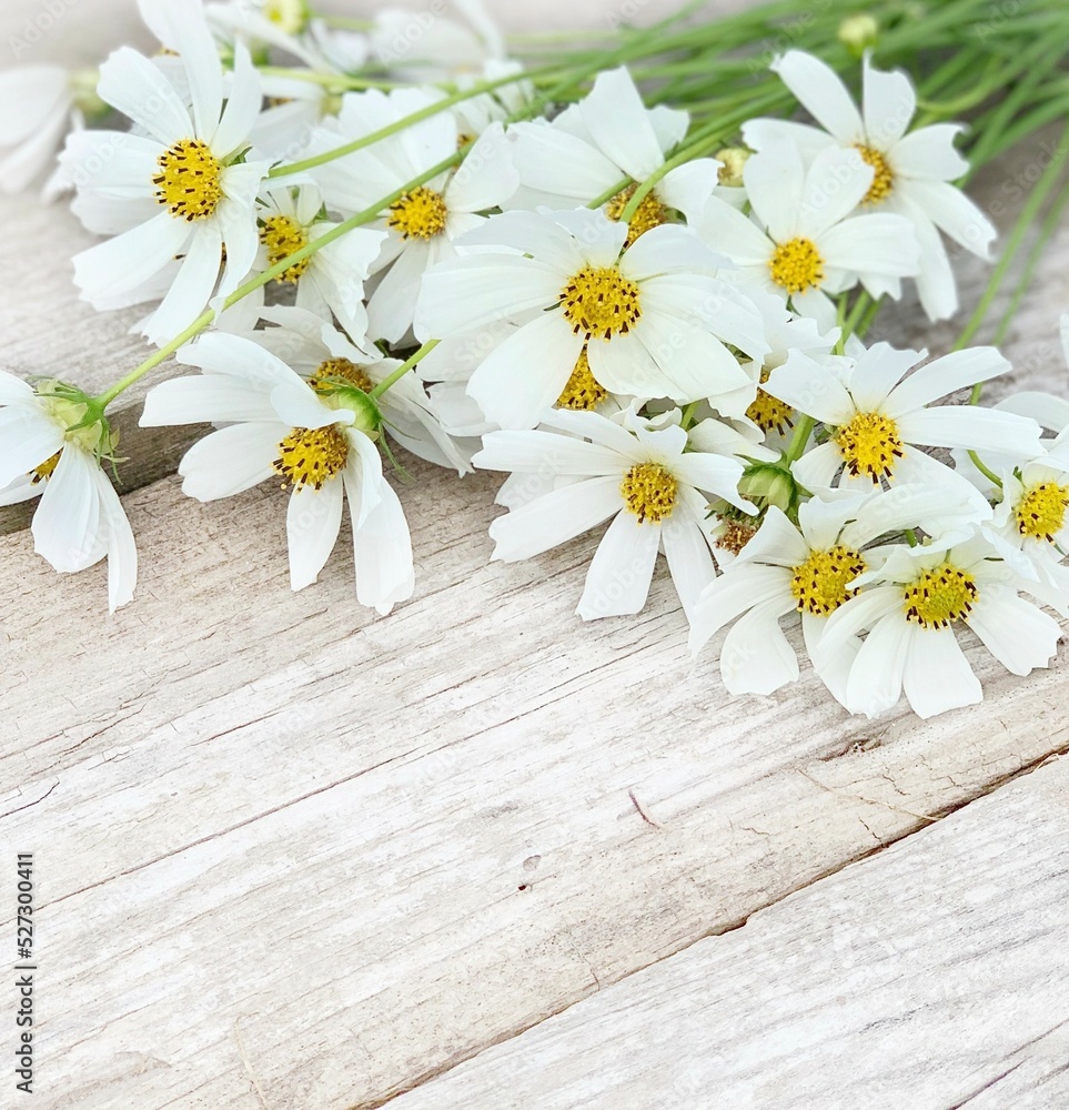 Obraz premium white chamomile on a wooden background. background for banner
