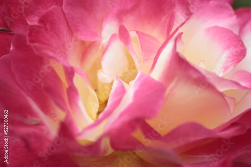 close up of pink rose © AliCagatay