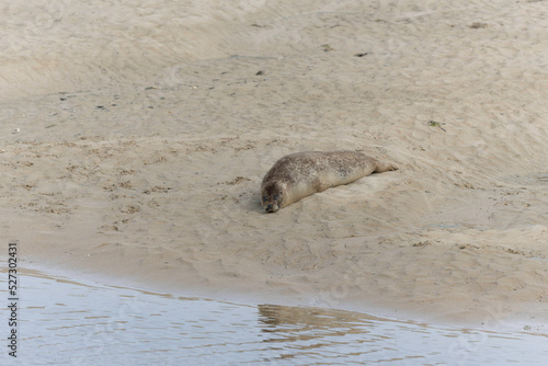 Common seal Phoca vitulina rrsting on a sandy beach at low tide in France © denis