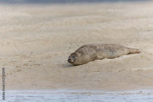 Common seal Phoca vitulina rrsting on a sandy beach at low tide in France