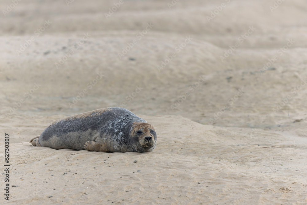 Fototapeta premium Common seal Phoca vitulina rrsting on a sandy beach at low tide in France