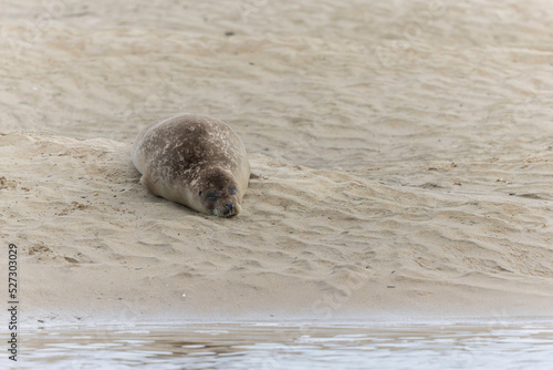Common seal Phoca vitulina rrsting on a sandy beach at low tide in France