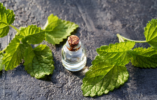 A bottle of melissa essential oil with fresh melissa plant