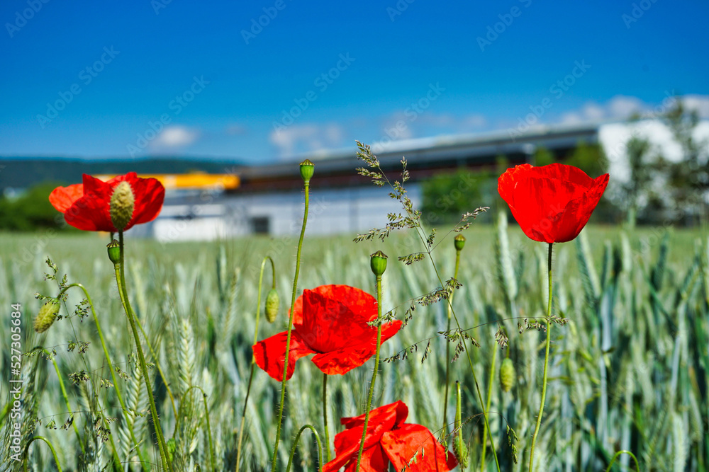 Obraz premium Mohnblume