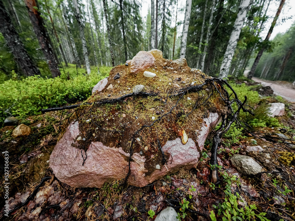 moss on the tree moss on the tree