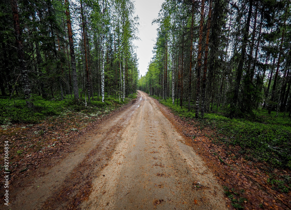 Fototapeta premium path in the woods