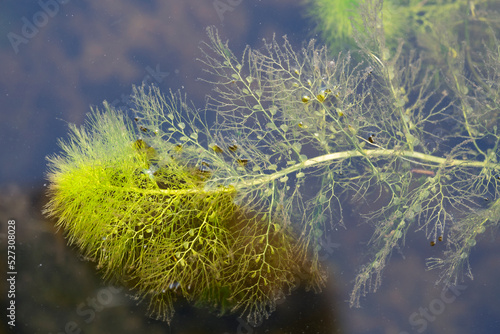 Utricularia vulgaris, greater bladderwort or common bladderwort. Closeup of a leaf.  The plant is free-floating and does not put down roots. Place for text.