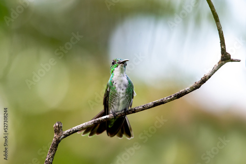 Green and white hummingbird perched on a branch with bokeh background. photo
