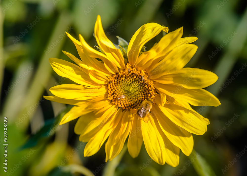 flower sunflower with bee sitting on it
flower sunflower with bee sitting on it