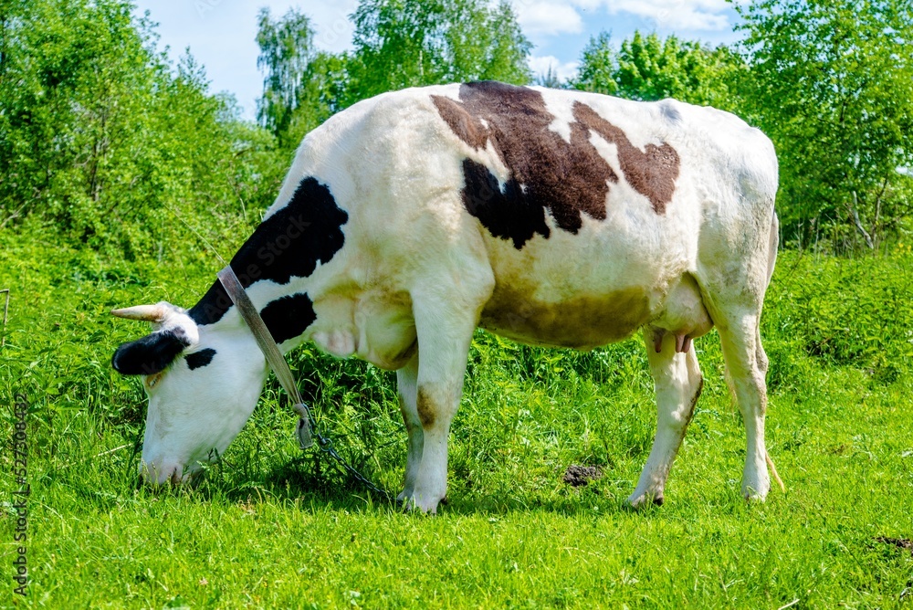 A cow is grazing in a meadow
A cow is grazing in a meadow
