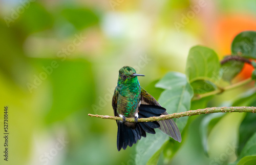 Cute, young hummingbird stretching and cleaning himself in garden with blurred background.