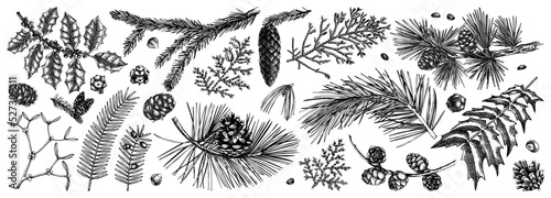 Fotografie, Obraz Christmas botanical illustrations