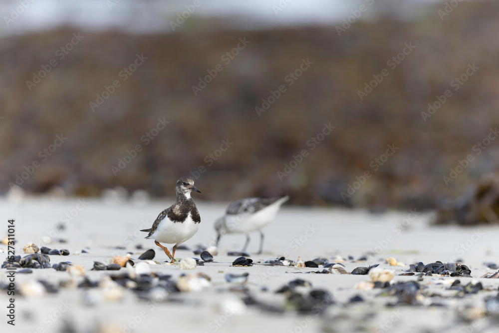 Fototapeta premium Ruddy Turnstone Arenaria interpres on low tide on a sandy beach in Normandy, France