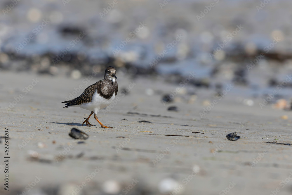 Ruddy Turnstone Arenaria interpres on low tide on a sandy beach in Normandy, France Ruddy Turnstone Arenaria interpres on low tide on a sandy beach in Normandy, France