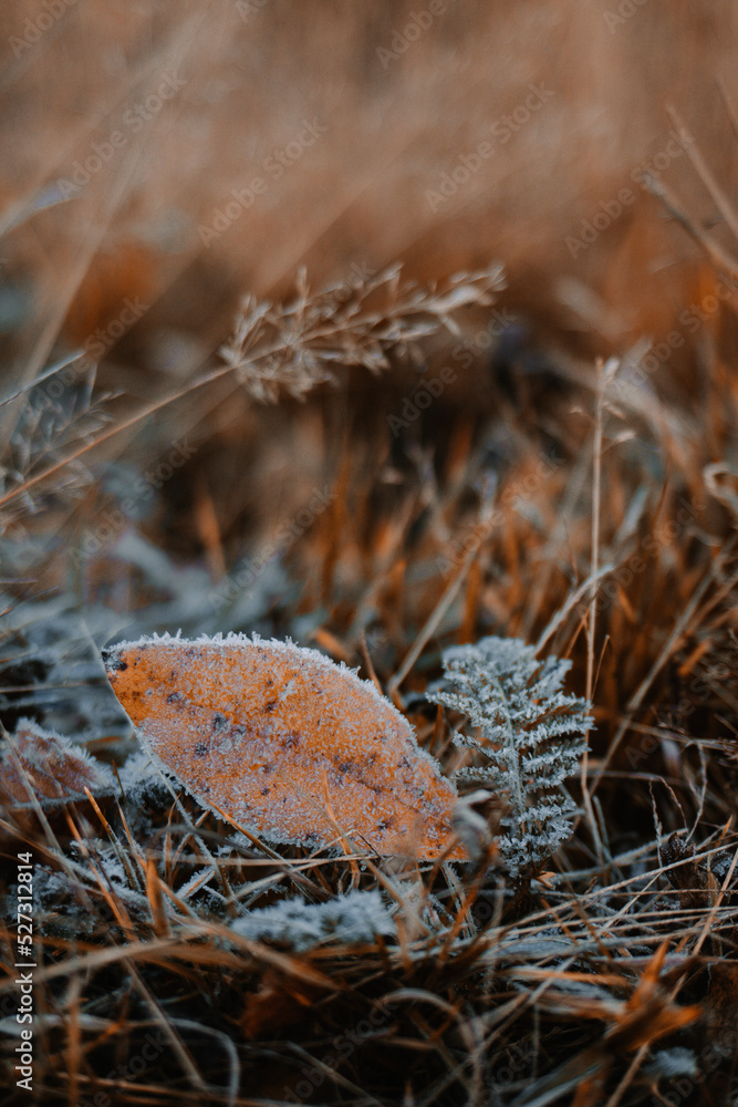 First slight frost in autumn. Freezing leaves on the ground in the morning First slight frost in autumn. Freezing leaves on the ground in the morning
