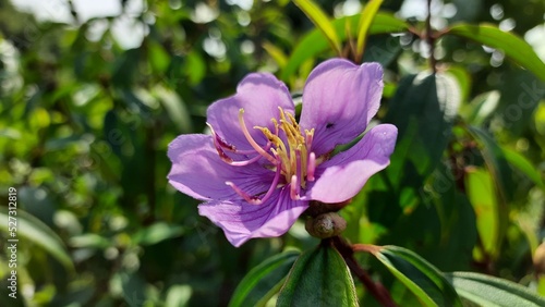 Flowers on the garden
