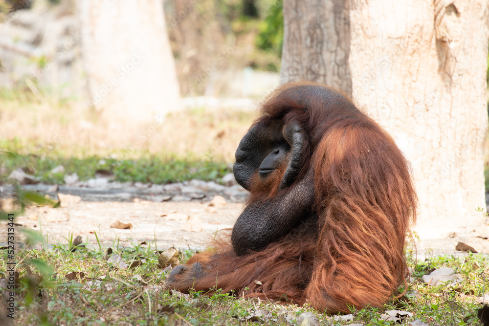 Obraz premium Close up a Funny Orangutan on Feeding time