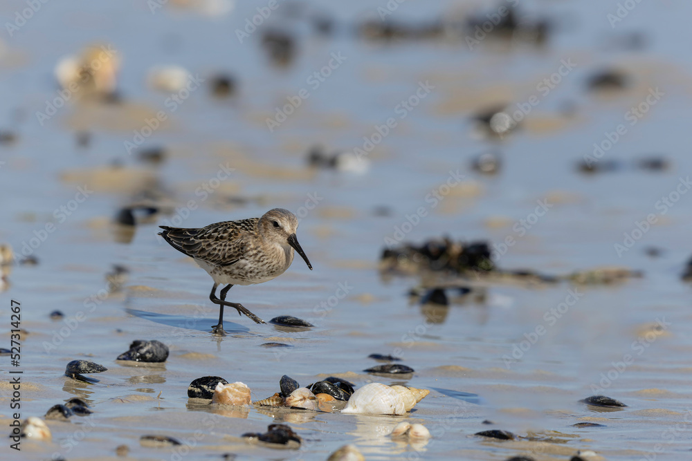 Dunlin Calidris alpina walking on a sandy beach on low tide in Normandy in France Dunlin Calidris alpina walking on a sandy beach on low tide in Normandy in France