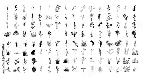 Vector set of boho plants. Beautiful wild grass and flowers. Collection of floral elements: pampas grass, poppy heads, lavander, cotton and other. Stylish flat elements for your design