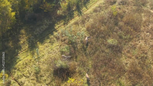 Aerial view of a group of zebras