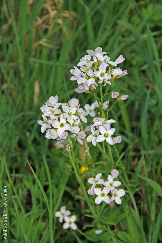 Wiesenschaumkraut Wiesenschaumkraut