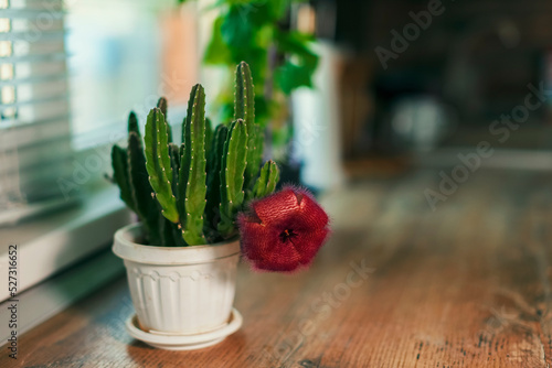 Stapelia succulent - Stapelia grandiflora, a beautiful flower with a terrible smell during flowering