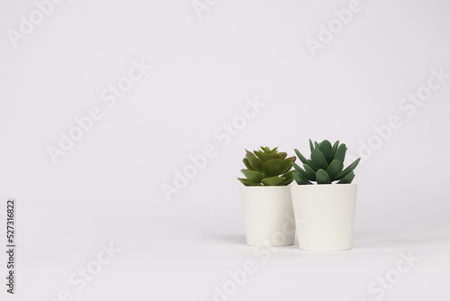nature potted succulent plant in white flowerpot in front of white background banner with green cactus and cacti is called echeveria and pachyphytum in desert photo