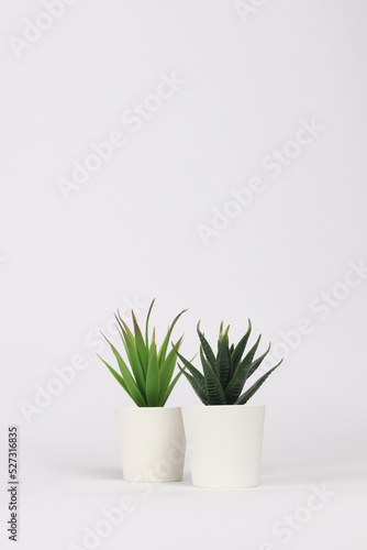 nature potted succulent plant in white flowerpot in front of white background banner with green cactus and cacti is called century plant and haworthia in desert