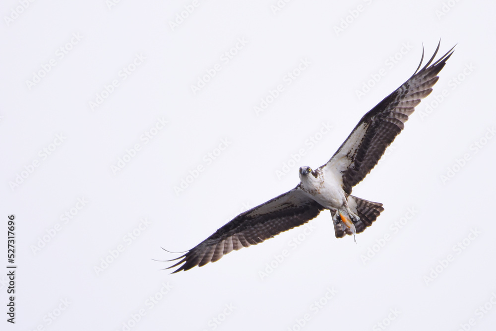 An Osprey making direct eye contact as it soars overhead with a Bluegill aerodynamically positioned in its talons. White background. An Osprey making direct eye contact as it soars overhead with a Bluegill aerodynamically positioned in its talons. White background.