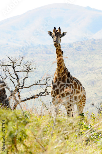 Giraffe in the wild  KwaZulu-Natal  South Africa  Africa