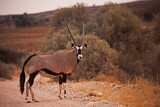 Lone Kalahari Oryx 5098