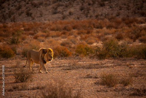 Kalahari Lion (Panthera leo) 5123