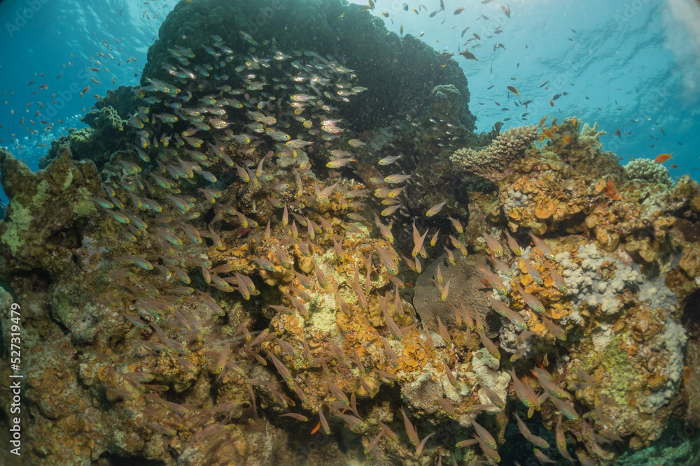 Fototapeta premium Fish swimming in the Red Sea, colorful fish, Eilat Israel 