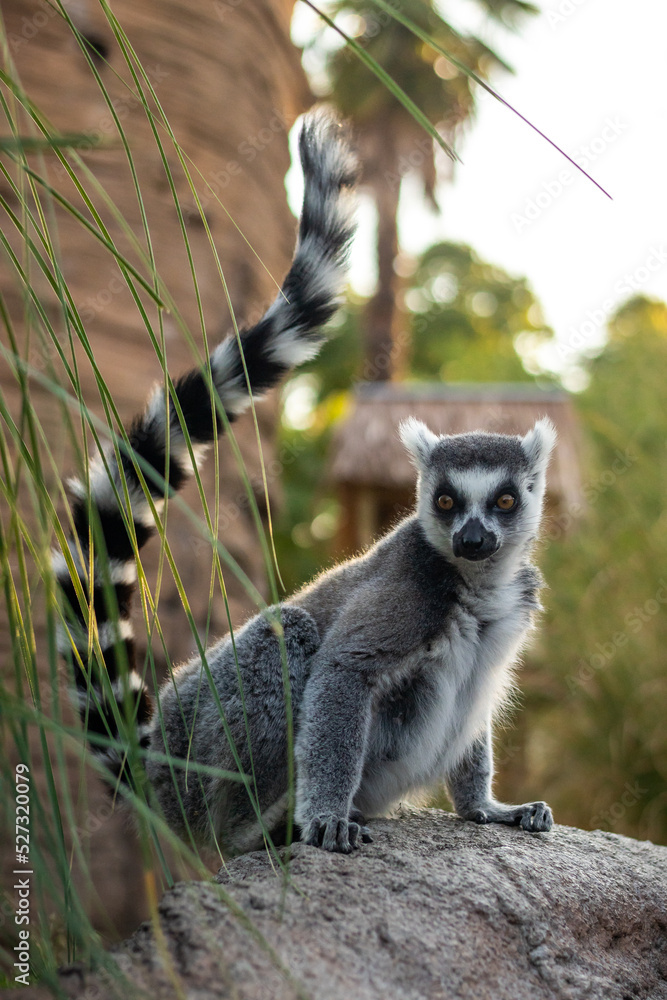 lemure allo zoo