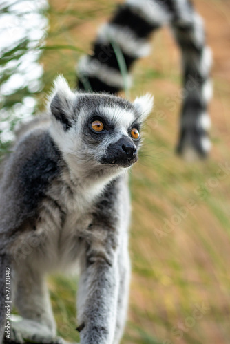 lemure allo zoo