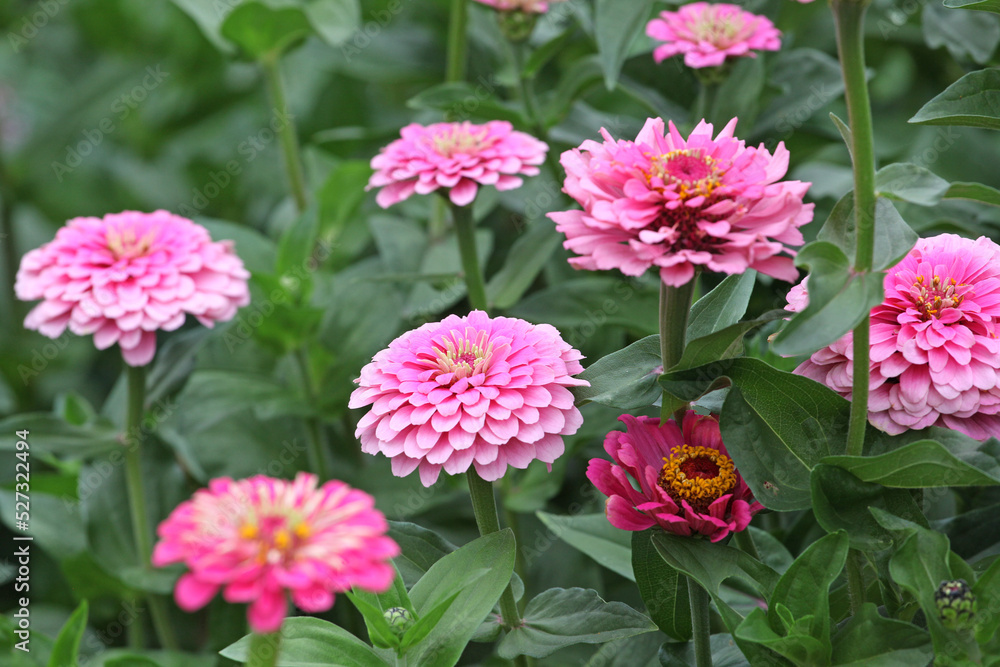 Zinnia elegans 'Super Yoga Rose' in flower. Zinnia elegans 'Super Yoga Rose' in flower.