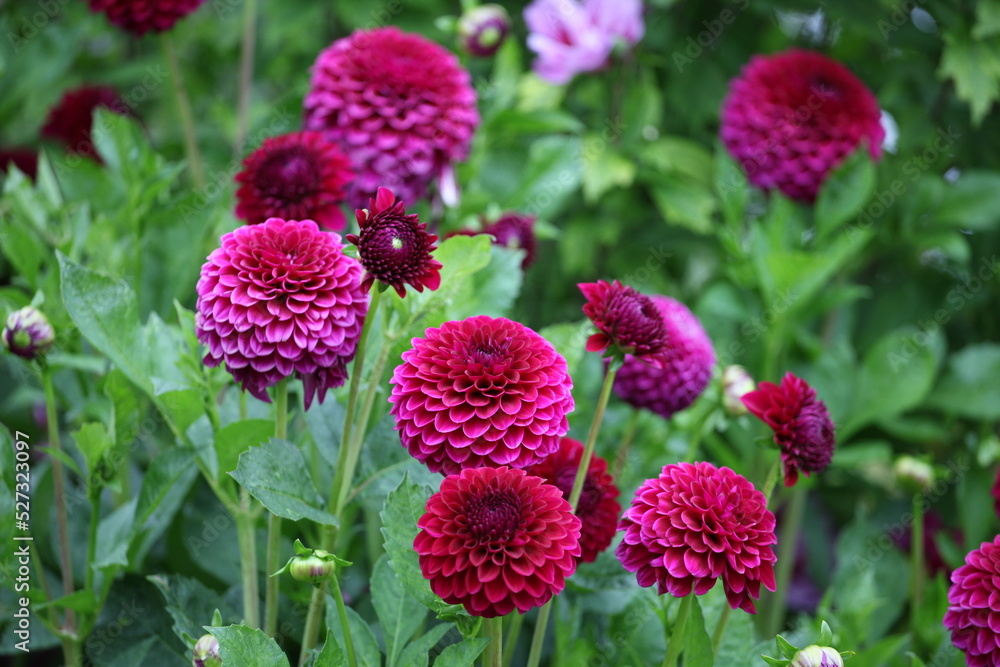 Dahlia 'Blyton Royal Velvet' in flower Dahlia 'Blyton Royal Velvet' in flower