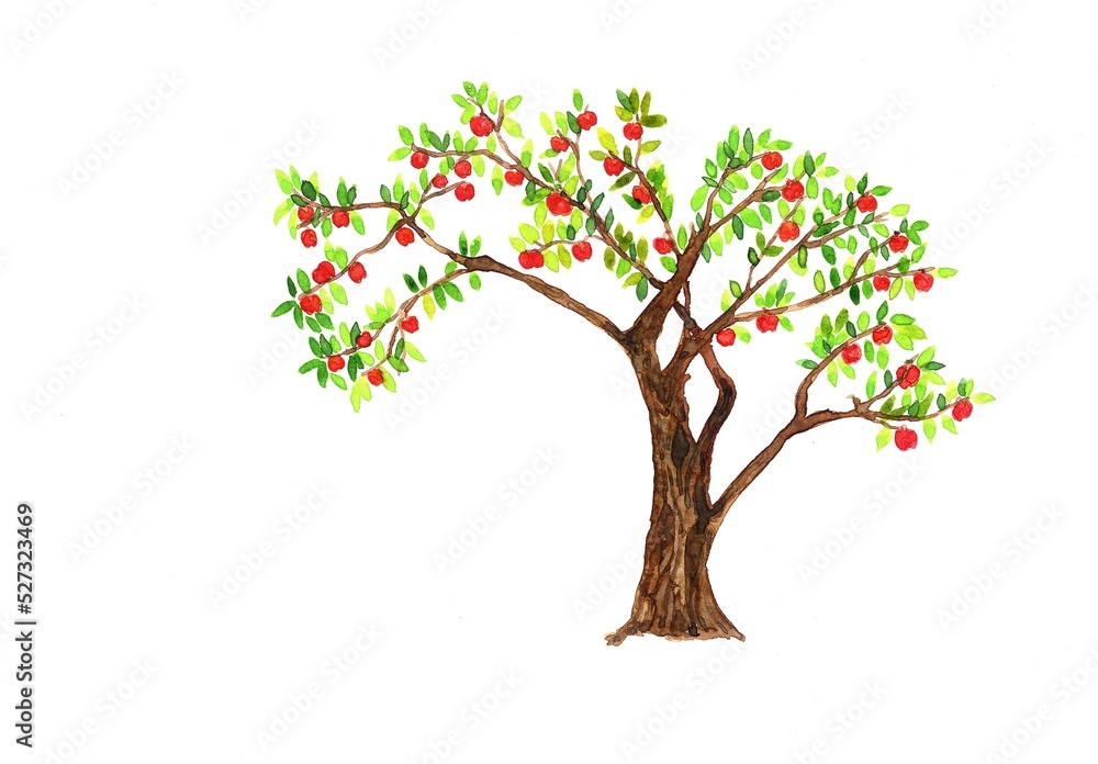 Watercolor apple tree with apples with a wide crown on  white background. Autumn harvest