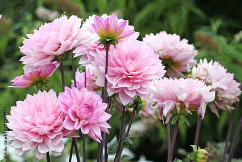 Dahlia  Melody Harmony  in flower