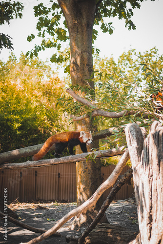 Animals at ZOO (Red Panda)