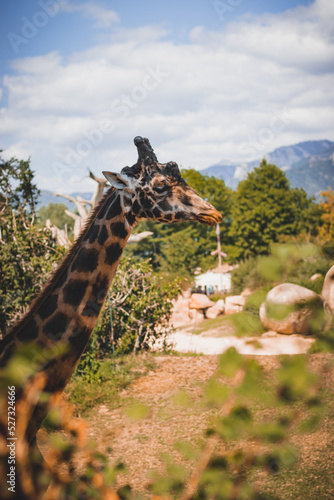 Animals at ZOO  Giraffe 