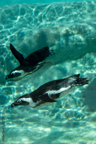 Animals at ZOO (Penguin)