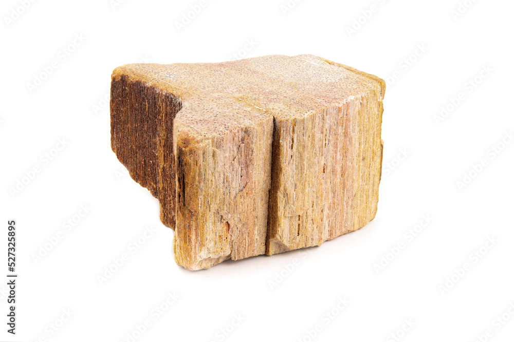 A piece of petrified wood with a visible fibrous structure A piece of petrified wood with a visible fibrous structure