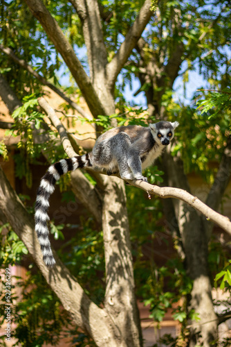 Animals at ZOO  lemur 