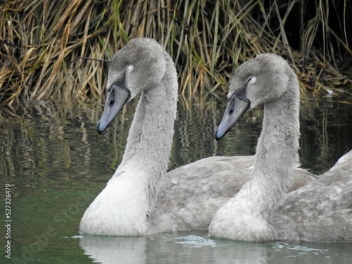 Two young gray swans on the water