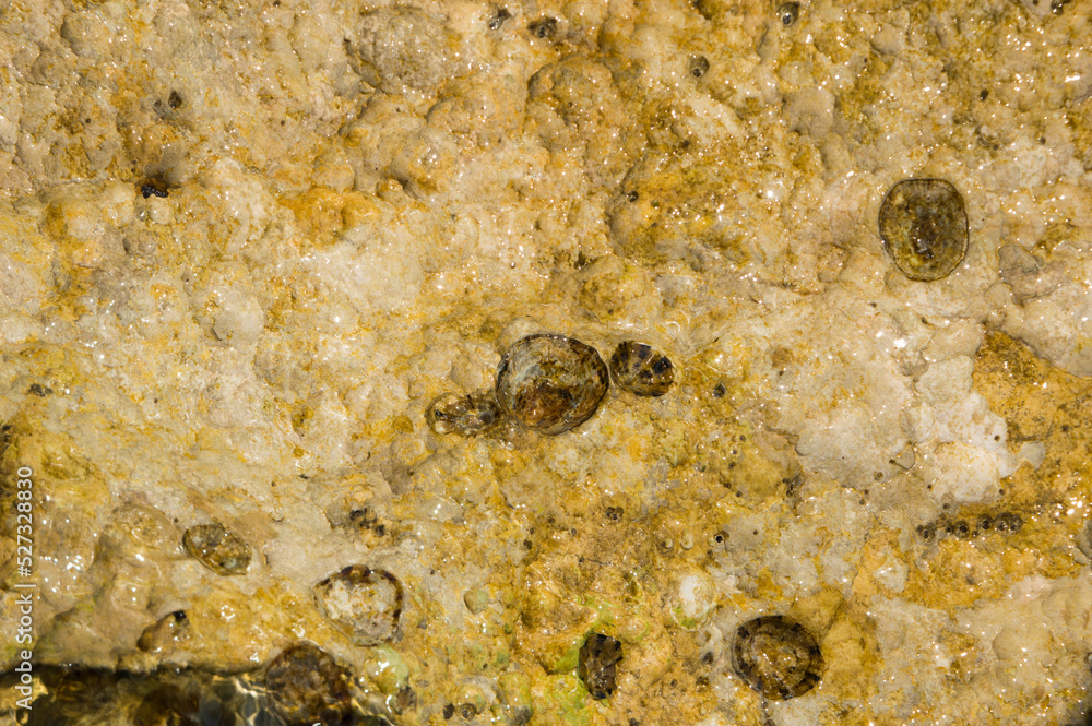 Patella sea snails attached on the sea rock Patella sea snails attached on the sea rock