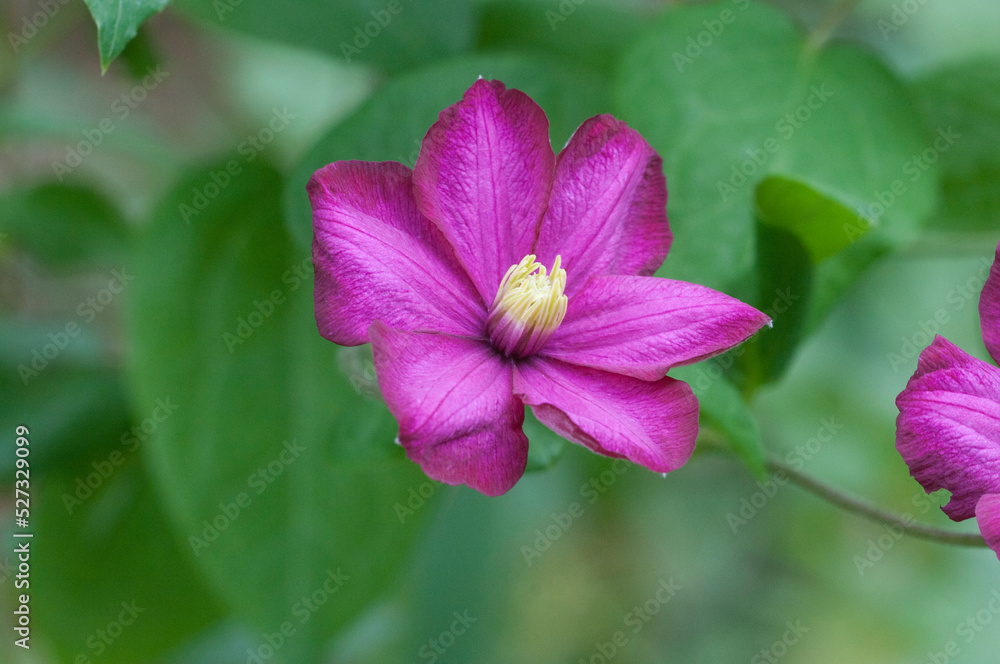 Clematis flower in the garden, macro shot Clematis flower in the garden, macro shot