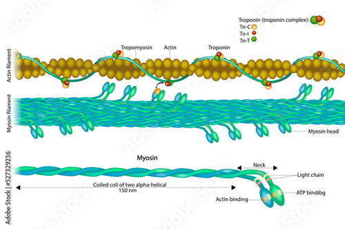 Actin filament and Myosin filament. Structure Myosin. Muscle Actin myosin interaction. Troponin or troponin complex. photo