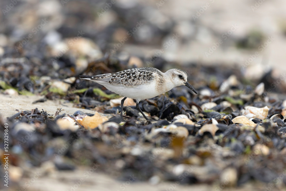 Shorebird Sanderling Calidris alba in search of food on a sandy beach in Manche, Normandy, France Shorebird Sanderling Calidris alba in search of food on a sandy beach in Manche, Normandy, France